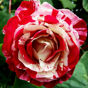 Grandiflora - floribunda vrtnice - Roza - Rock & Roll™ - 